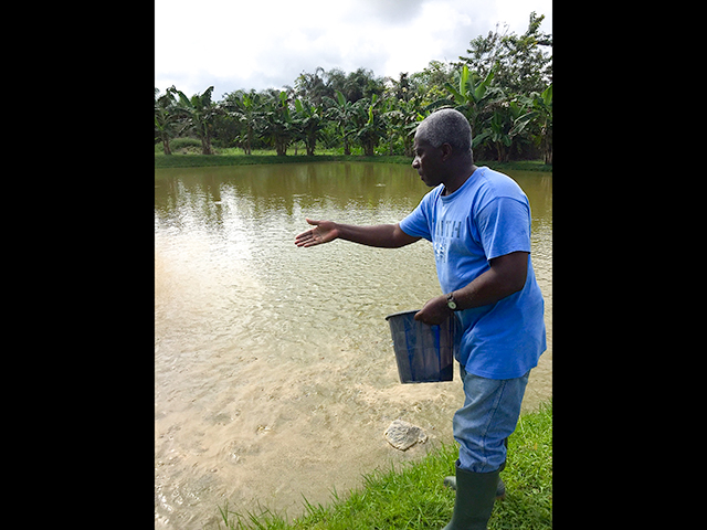 Msgr Simon feeding tilapia at the farm