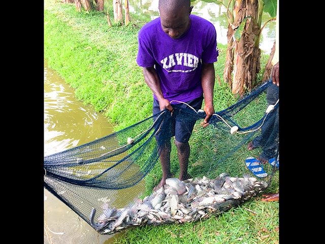 Harvesting fish